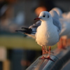 朝陽を浴びて・・・