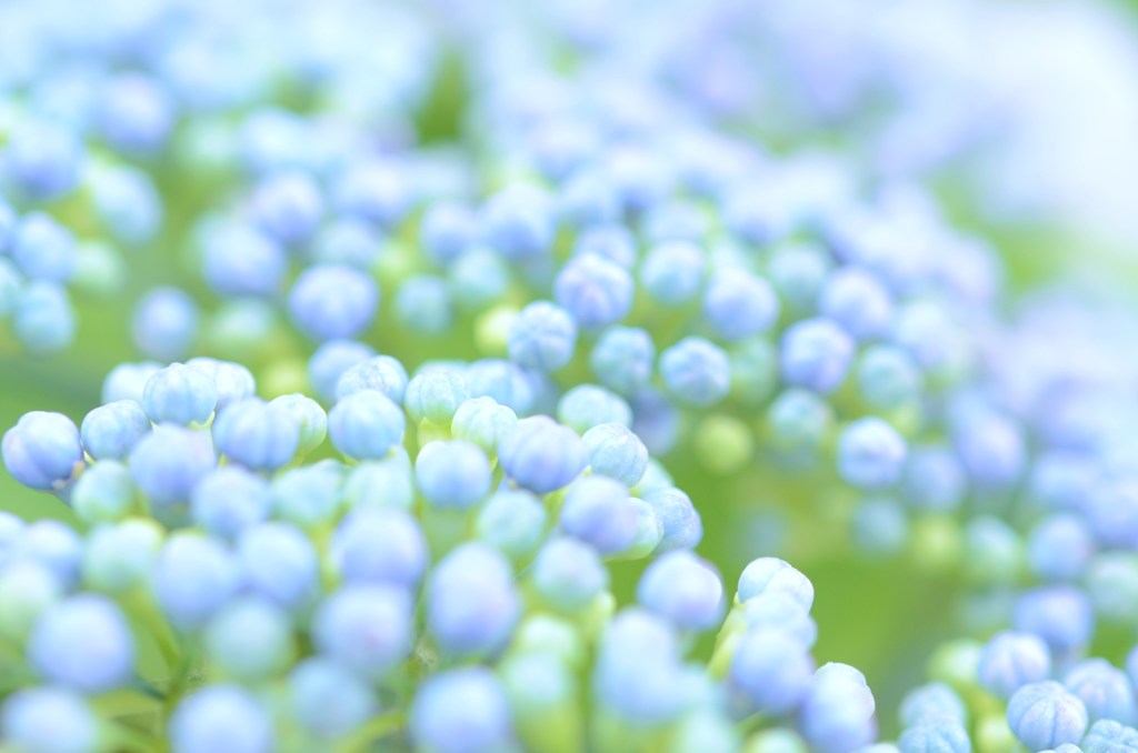 紫陽花