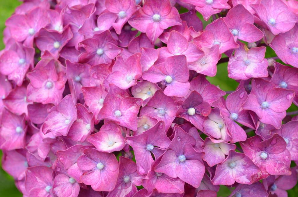 紫陽花