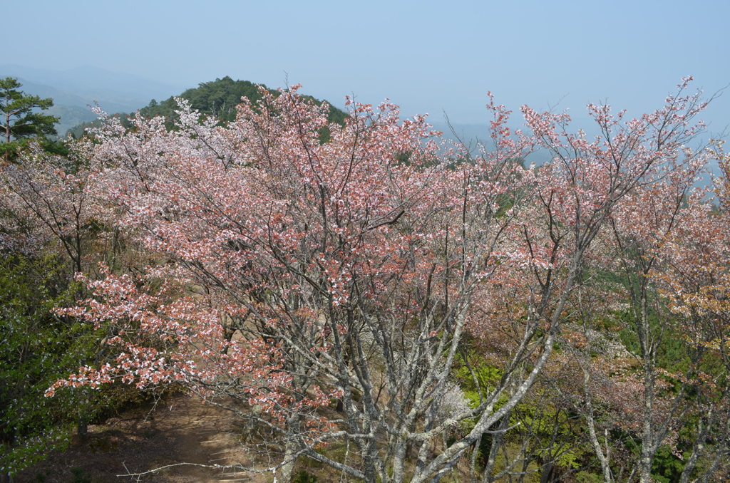 吉野の桜