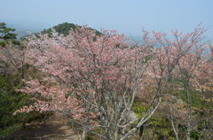 吉野の桜