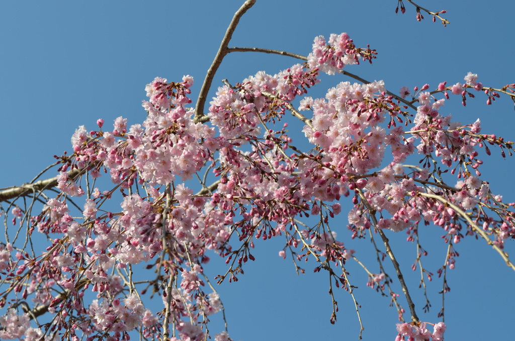 桜咲く