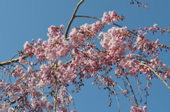 桜咲く