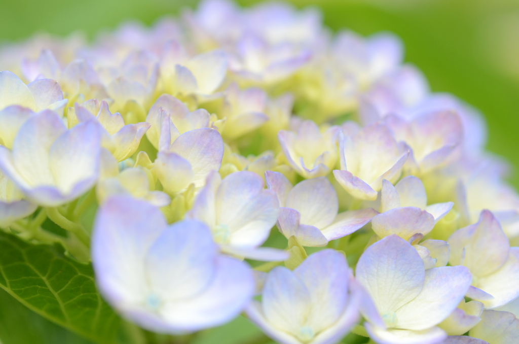 紫陽花