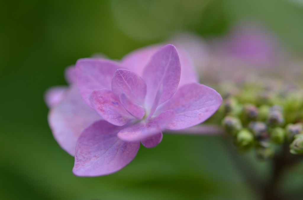 紫陽花