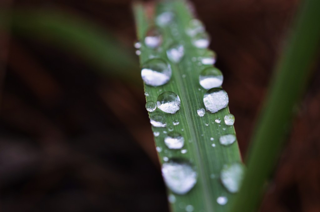 水玉