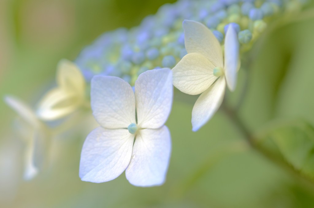 紫陽花