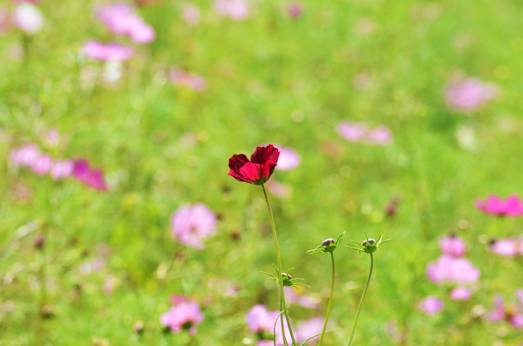 秋桜