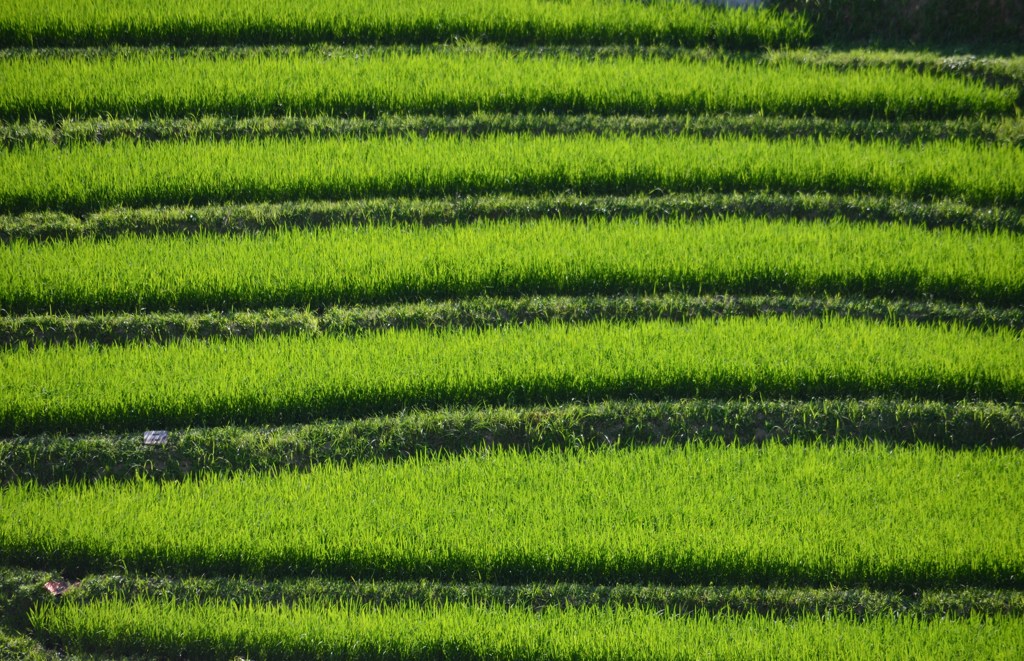 梅雨明け