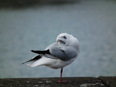 昼寝