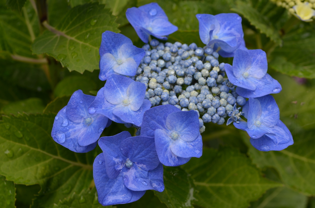 紫陽花