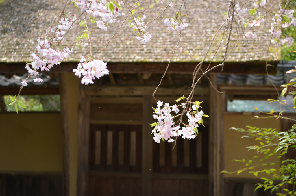 桜