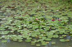 宝塚ガーデンフィールズ　English Garden.