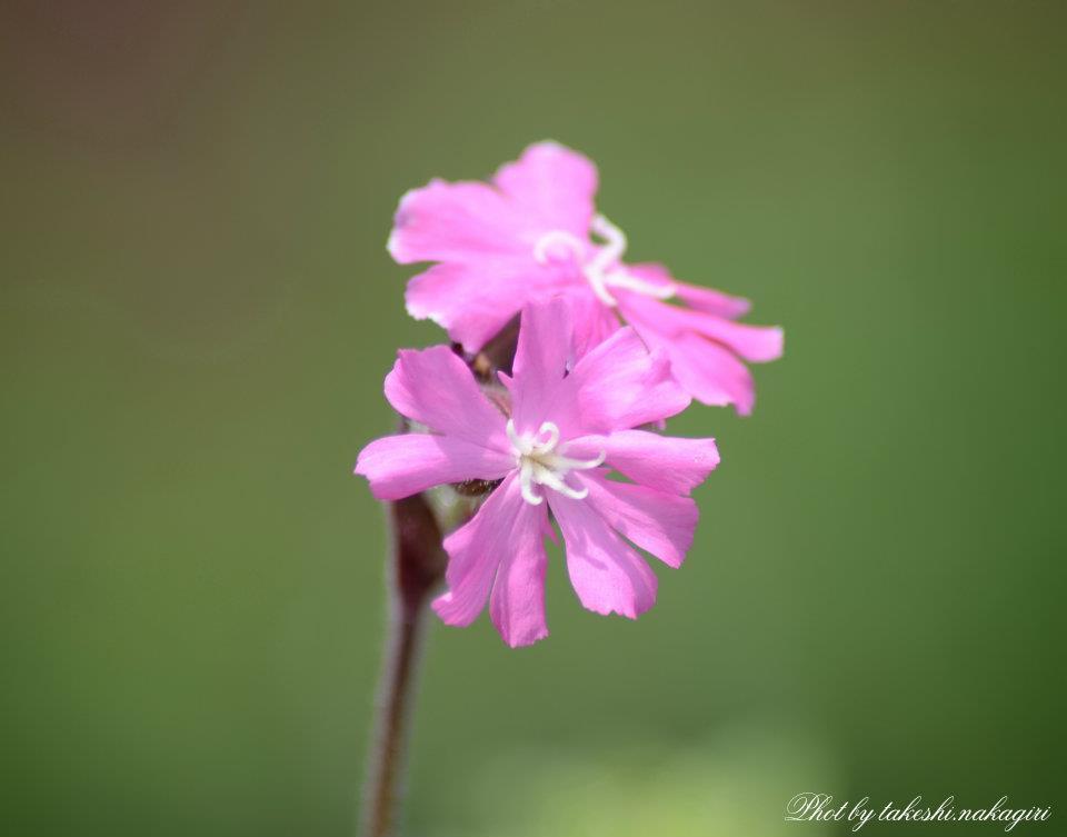 美しきマクロの世界　Beautiful world of macro.