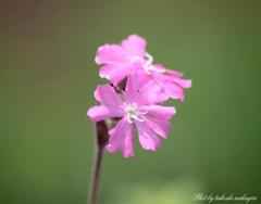 美しきマクロの世界　Beautiful world of macro.