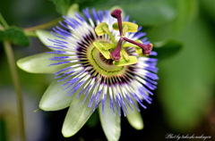 美しきマクロの世界　Beautiful world of macro.