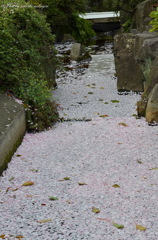 桜たまり