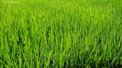 夏の色～グリーン