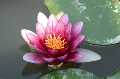 宝塚ガーデンフィールズ　English Garden.