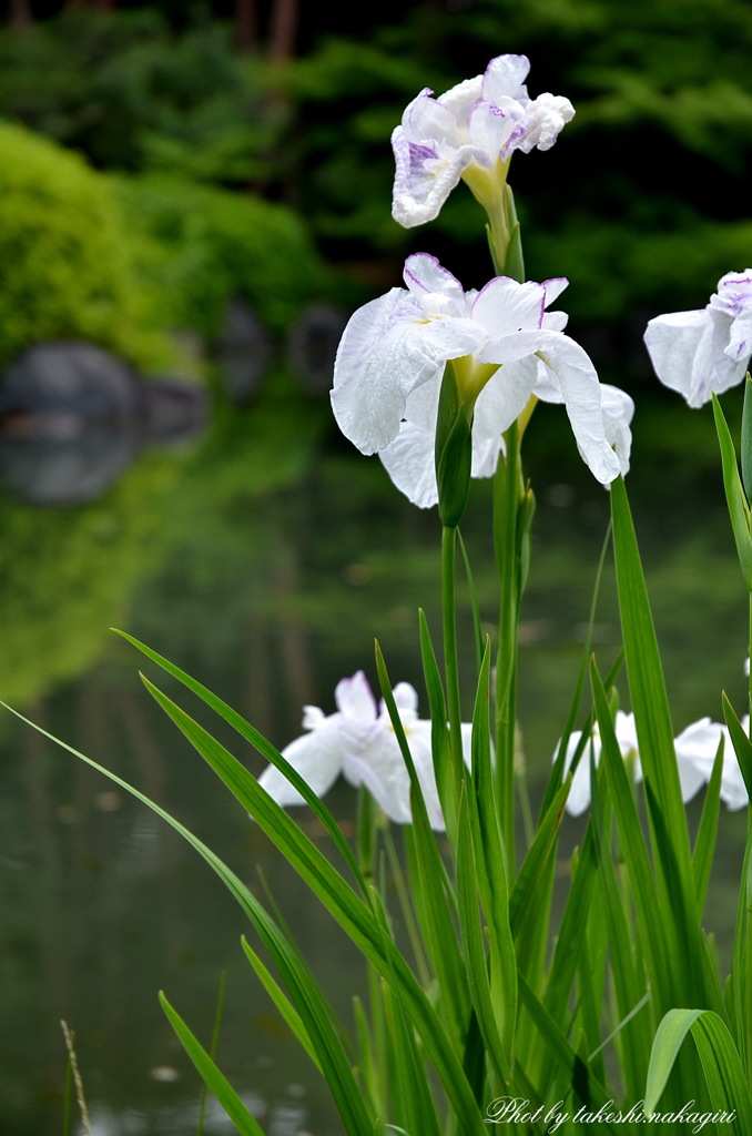 花しょうぶ