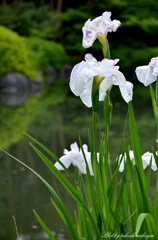 花しょうぶ