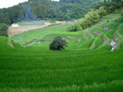 日本の美しき情景