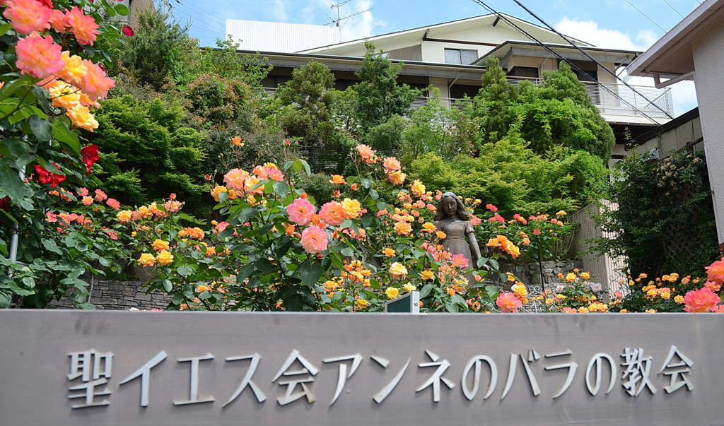 アンネのバラ（アンネのバラの教会） Rose of Anne Frank at 
