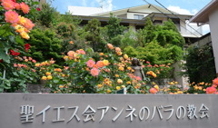 アンネのバラ（アンネのバラの教会） Rose of Anne Frank at 