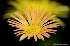 美しきマクロの世界　Beautiful world of macro.