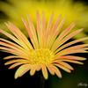 美しきマクロの世界　Beautiful world of macro.