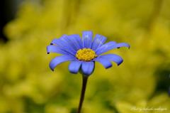 美しきマクロの世界　Beautiful world of macro.