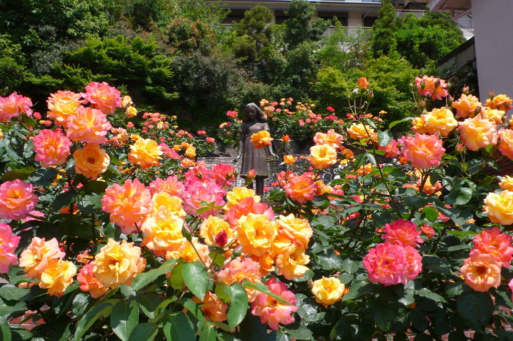 アンネのバラ（アンネのバラの教会） Rose of Anne Frank at 