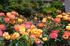 アンネのバラ（アンネのバラの教会） Rose of Anne Frank at 