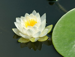 宝塚ガーデンフィールズ　English Garden.