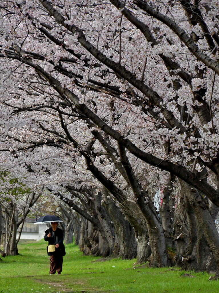 伊丹の桜（桜並木）
