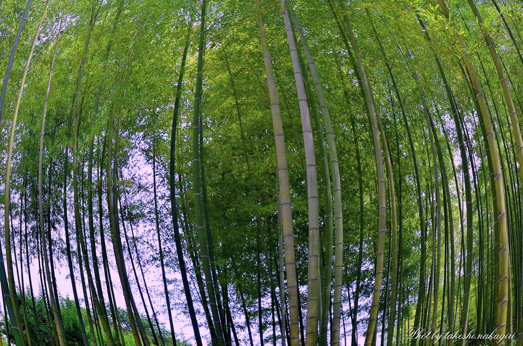 日本の美「竹林」