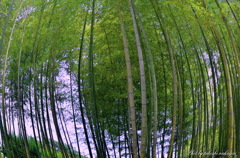 日本の美「竹林」