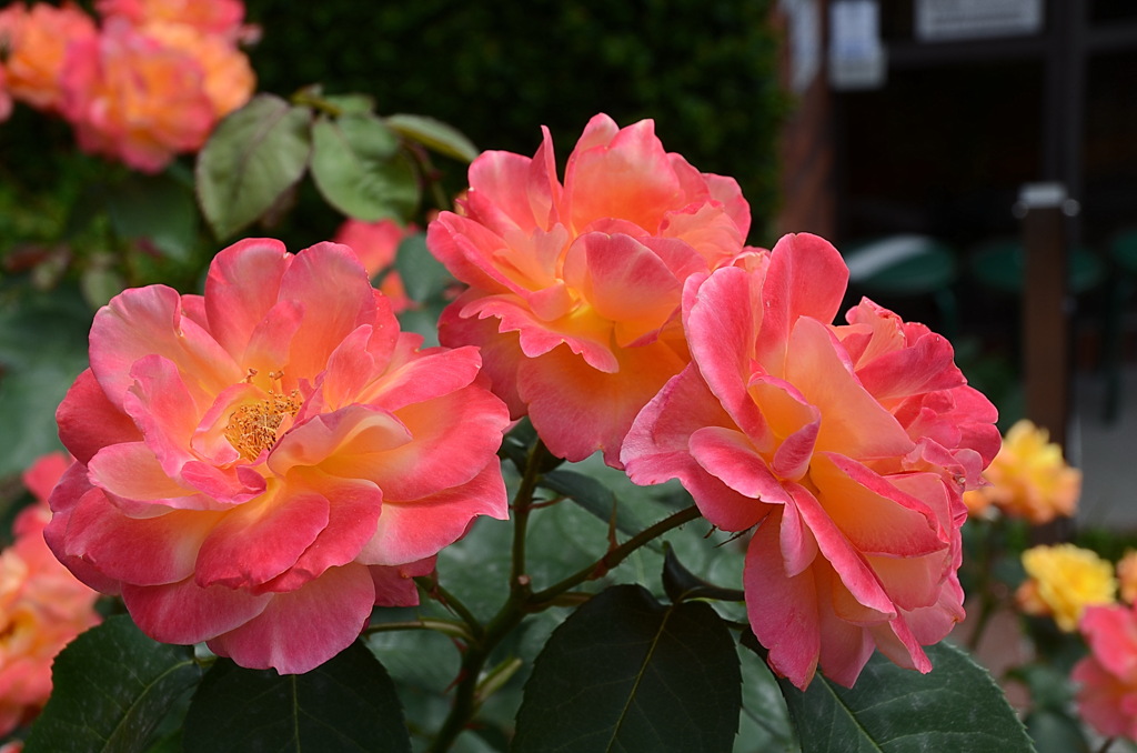 アンネのバラ（アンネのバラの教会） Rose of Anne Frank at 