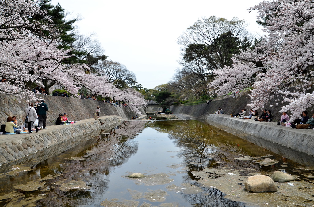 西宮　夙川の桜