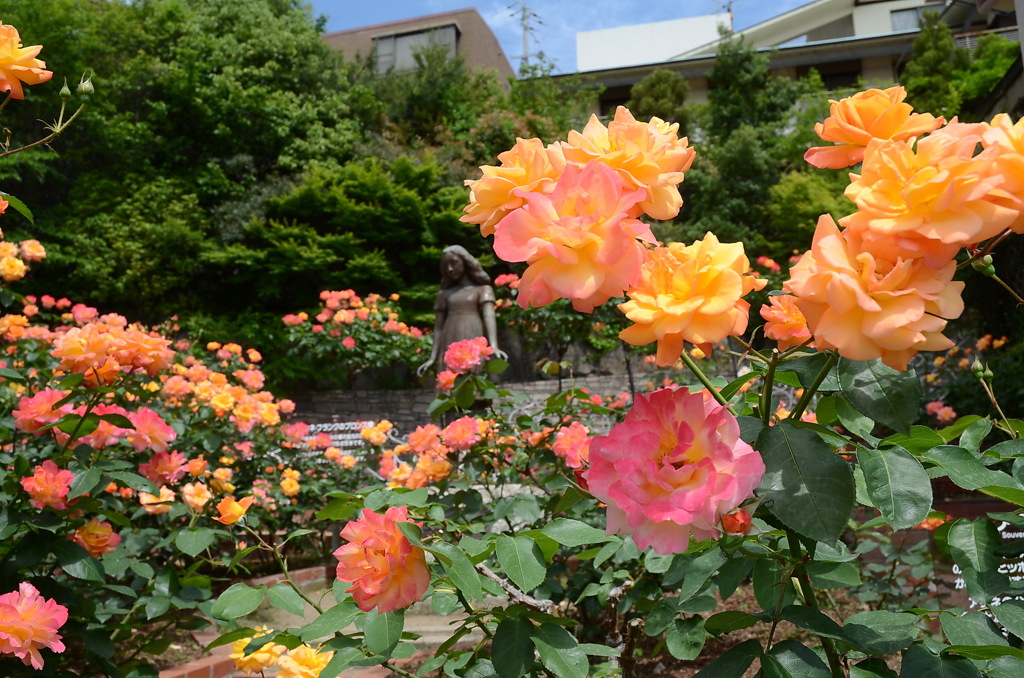 アンネのバラ（アンネのバラの教会） Rose of Anne Frank at 