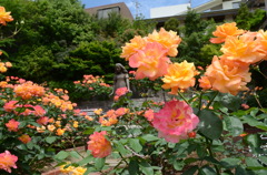 アンネのバラ（アンネのバラの教会） Rose of Anne Frank at 