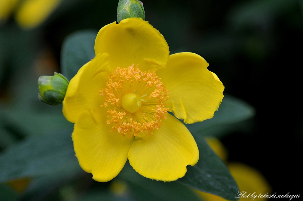 美しきマクロの世界　Beautiful world of macro.