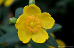 美しきマクロの世界　Beautiful world of macro.