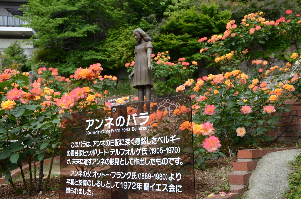アンネのバラ（アンネのバラの教会） Rose of Anne Frank at 