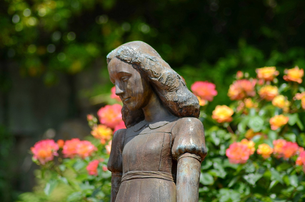 アンネのバラ（アンネのバラの教会） Rose of Anne Frank at 