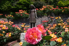 アンネのバラ（アンネのバラの教会） Rose of Anne Frank at 