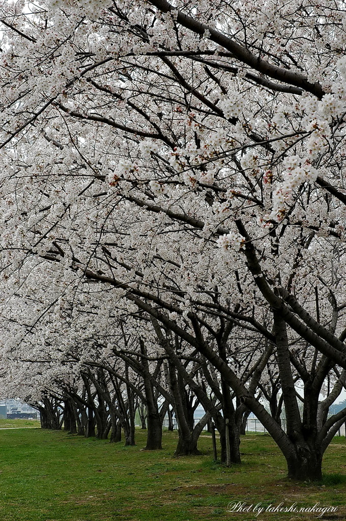 日本の美しい原風景　Beautiful scenery of Japan.