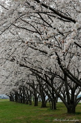 日本の美しい原風景　Beautiful scenery of Japan.