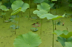 はす池