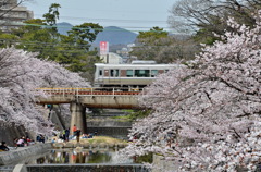 西宮　夙川の桜